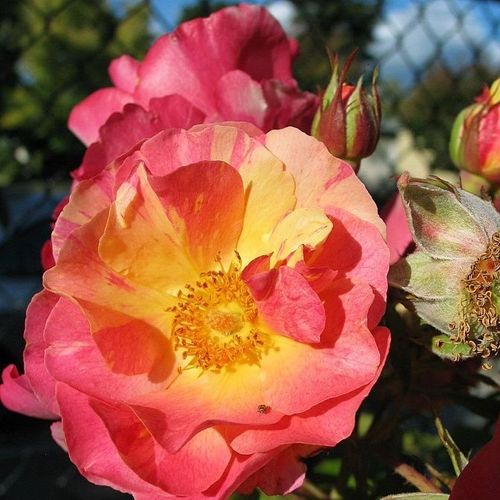 Rozenstruik - Webwinkel - Rosa Citrus Splash™ - oranje - floribunda roos - zacht geurende roos - Dr. Keith W. Zary - Bijzondere bloemen die het meest decoratief zijn indien geplant in grote hoeveelheden.
